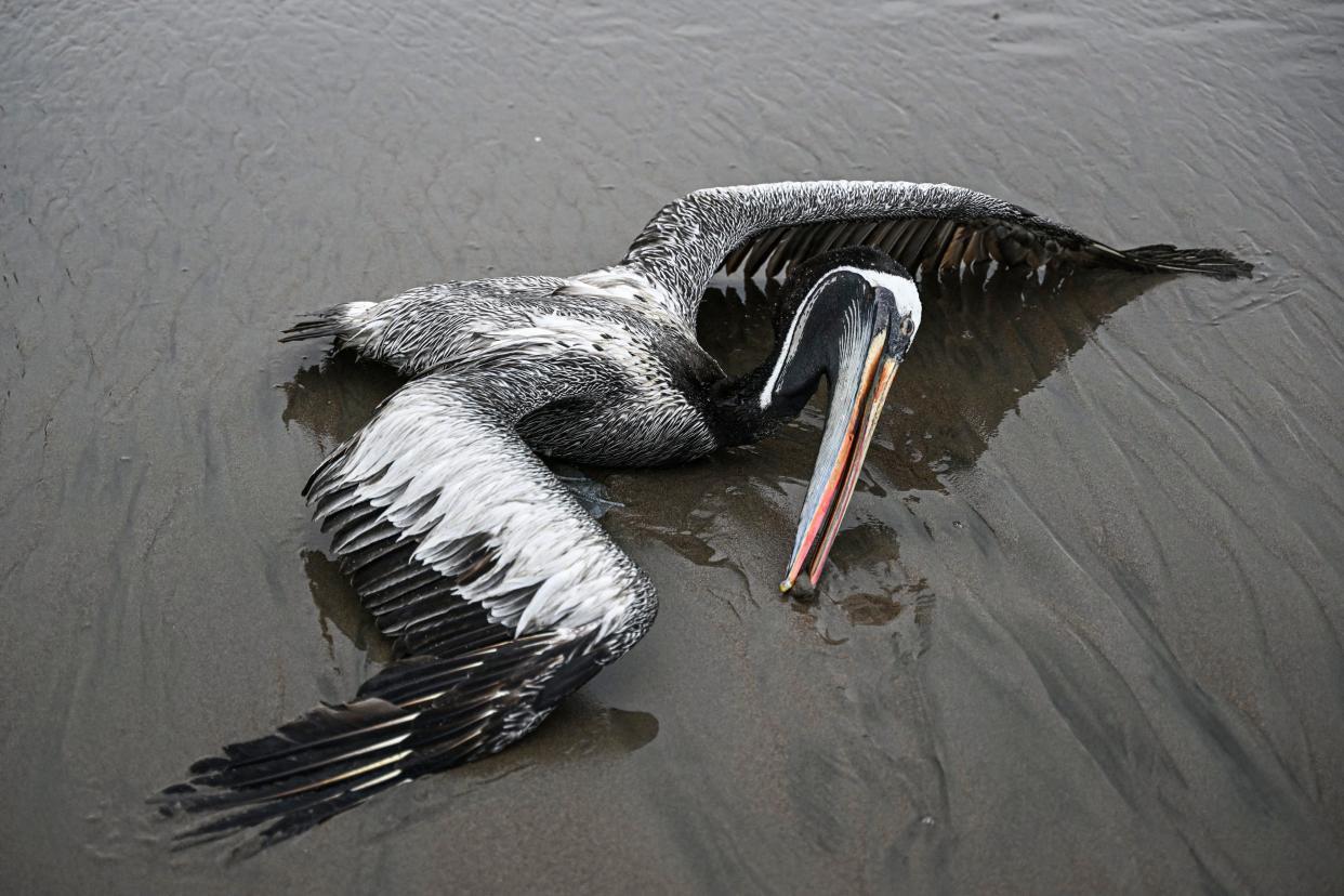 Uno de los miles de pelícanos afecatdos por la gripe aviar H5N1 en Perú | Imagen Ernesto BENAVIDES / AFP, Getty