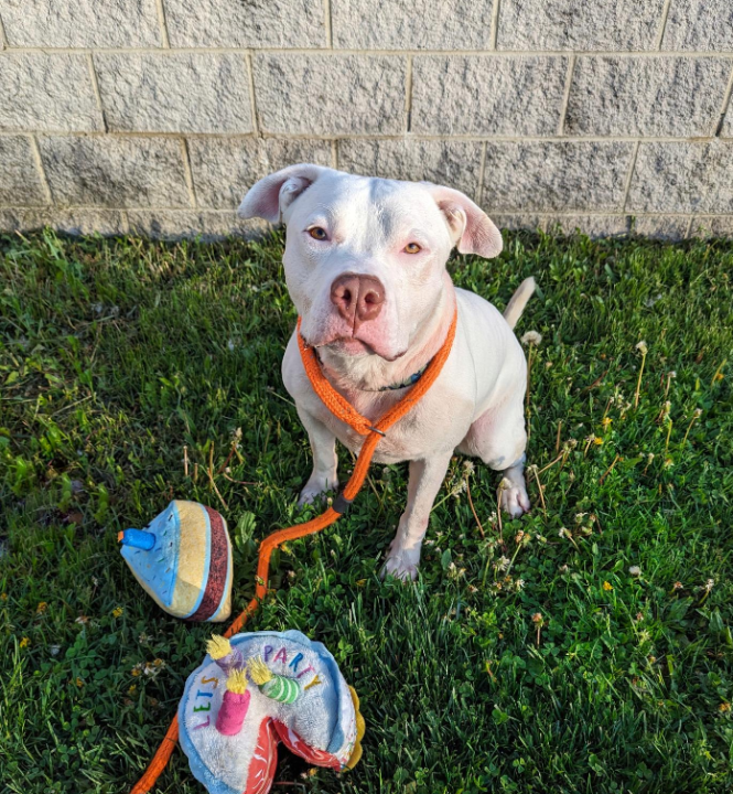 Adopted dog (Franklin County Dog Shelter)