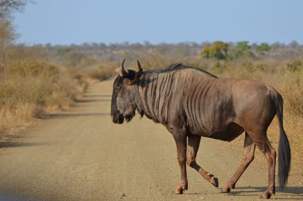 Zookeeper viciously attacked by wildebeest