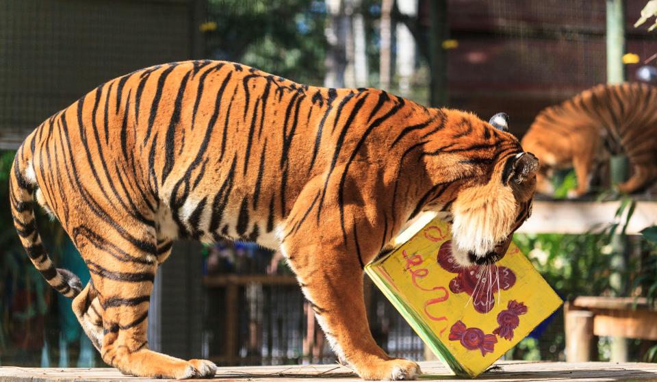 A tiger at the Naples Zoo tears into a holiday gift.