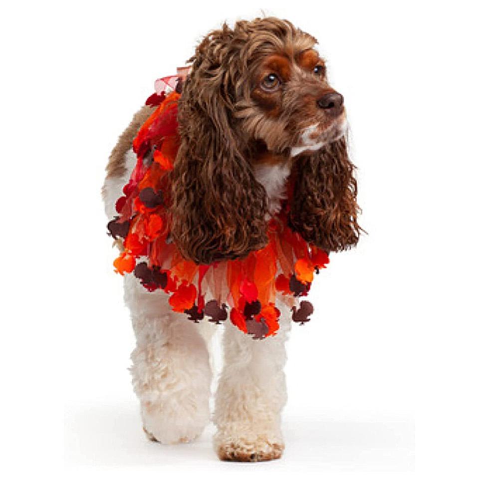 Dog wearing a Midlee Thanksgiving Turkey Decorative Dog Collar on a white background