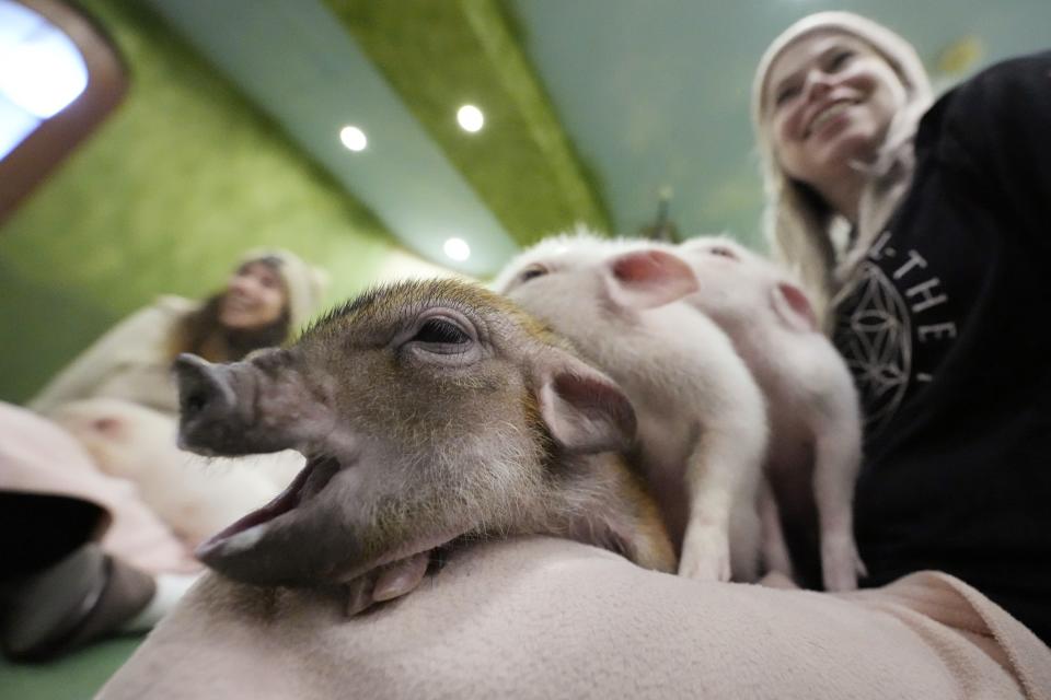 Los clientes juegan con varios cerdos pequeños en un café donde los animales están como mascotas, el 24 de enero de 2024, en Tokio. (AP Foto/Eugene Hoshiko)