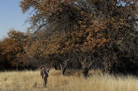 In this Oct. 29, 2019, photo, amateur botanist E.J. Brandt, of The Lost Apple Project, uses a pole picker to collect apples from a tree in an orchard near Moscow, Idaho. Brandt and fellow botanist David Benscoter have rediscovered at least 13 long-lost apple varieties in homestead orchards, remote canyons and windswept fields in eastern Washington and northern Idaho that had previously been thought to be extinct. (AP Photo/Ted S. Warren)