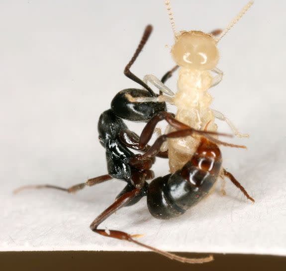 Asian needle ant stinging a termite