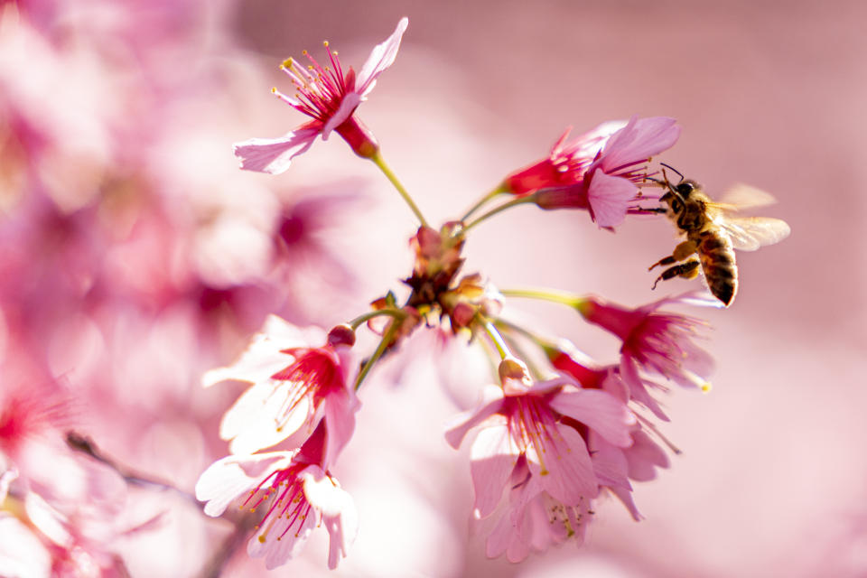 A bee lands on cherry blossoms in bloom in a neighborhood in Washington, Friday, March 11, 2022. The National Cherry Blossom Festival is returning with all its pageantry, hailed by organizers as the unofficial start of Washington’s re-emergence from the two years of pandemic lockdown. The iconic trees are predicted to reach peak bloom between March 22 and March 25, with a month of events and celebrations running from March 20 through April 17. (AP Photo/Andrew Harnik)