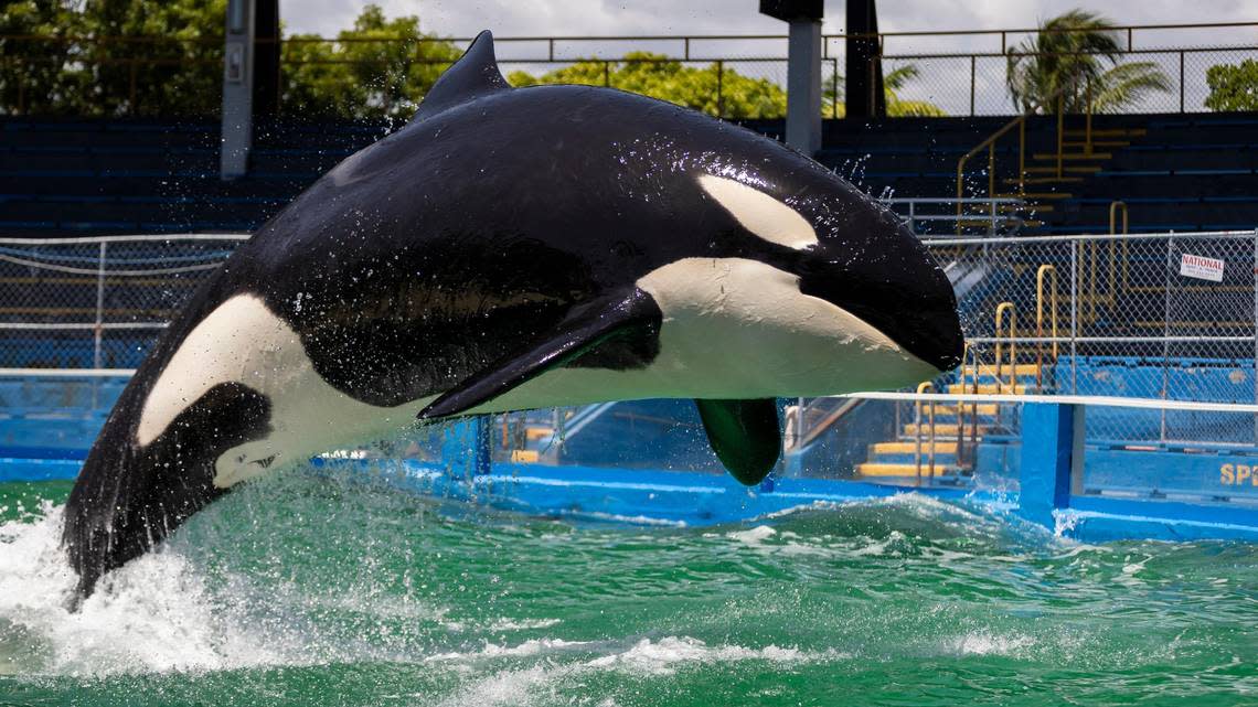 Lolita the killer whale, also known as Tokitae, performs a trick during a training session inside her stadium tank at the Miami Seaquarium on Saturday, July 8, 2023, in Miami, Fla. After officials announced plans to move Lolita from the Seaquarium, trainers and veterinarians are now working to prepare her for the move.