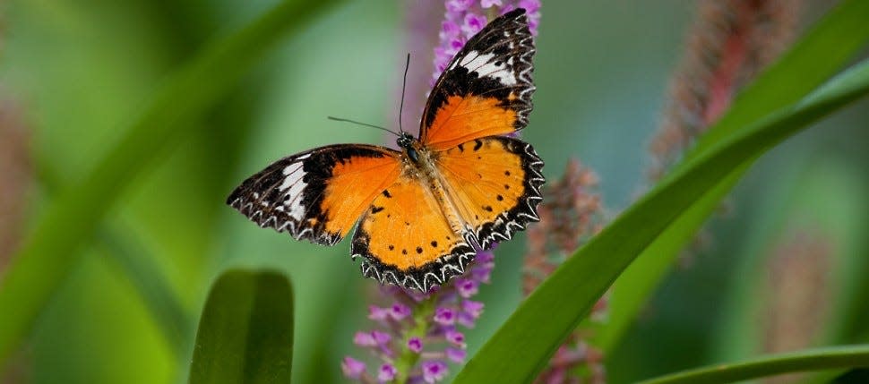 The butterflies bloom each year at Frederik Meijer Gardens.