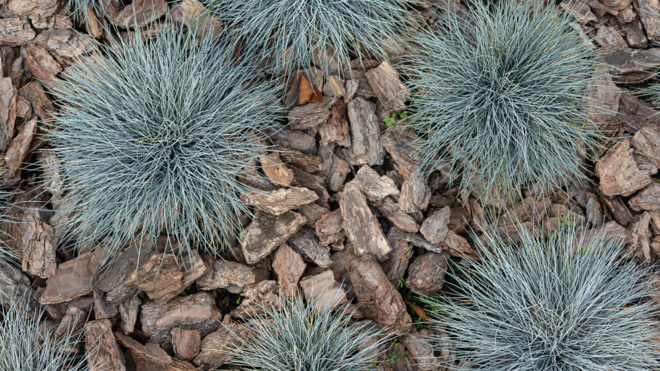 Blue Fescue