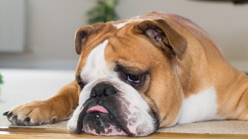 Apologies to the English bulldog. - Image: Shutterstock (Shutterstock)