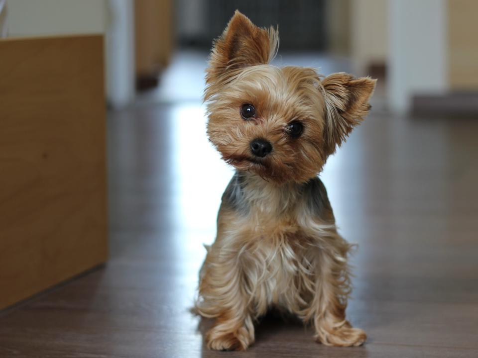 confused dog yorkie Yorkshire terrier