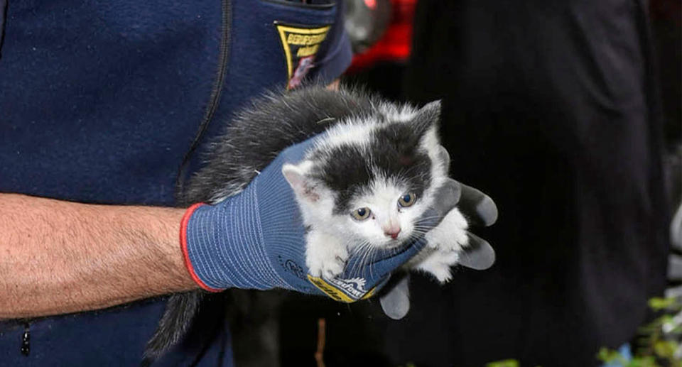 The kitten (pictured) was stuck in the car's engine compartment