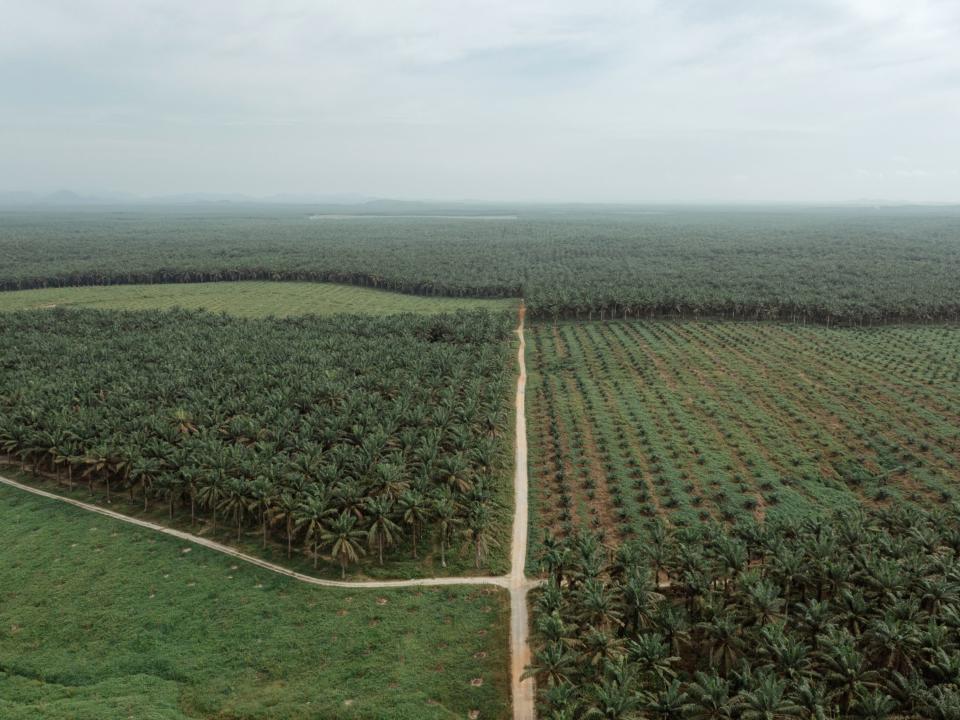 Sections of young and maturing palm oil trees at the plantation of PT Gunung Sejahtera Ibu Pertiwi (GSIP), a unit of Astra Agro Lestari, in Central Kalimantan.