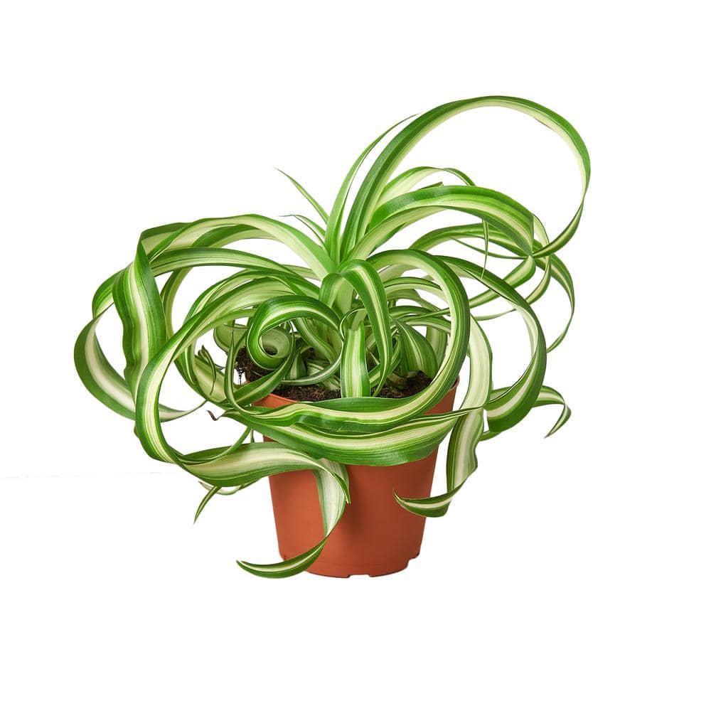 <p><a href="https://go.redirectingat.com?id=74968X1596630&url=https%3A%2F%2Fwww.homedepot.com%2Fp%2FSpider-Plant-Bonnie-Chlorophytum-comosum-Plant-in-4-in-Grower-Pot-4-SPIDER-BONNIE%2F317501786&sref=https%3A%2F%2Fwww.elledecor.com%2Fdesign-decorate%2Froom-ideas%2Fg31265108%2Flow-light-plants%2F" rel="nofollow noopener" target="_blank" data-ylk="slk:Shop Now;elm:context_link;itc:0;sec:content-canvas" class="link rapid-noclick-resp">Shop Now</a></p><p>Spider Plant Bonnie</p><p>homedepot.com</p><p>$21.99</p>