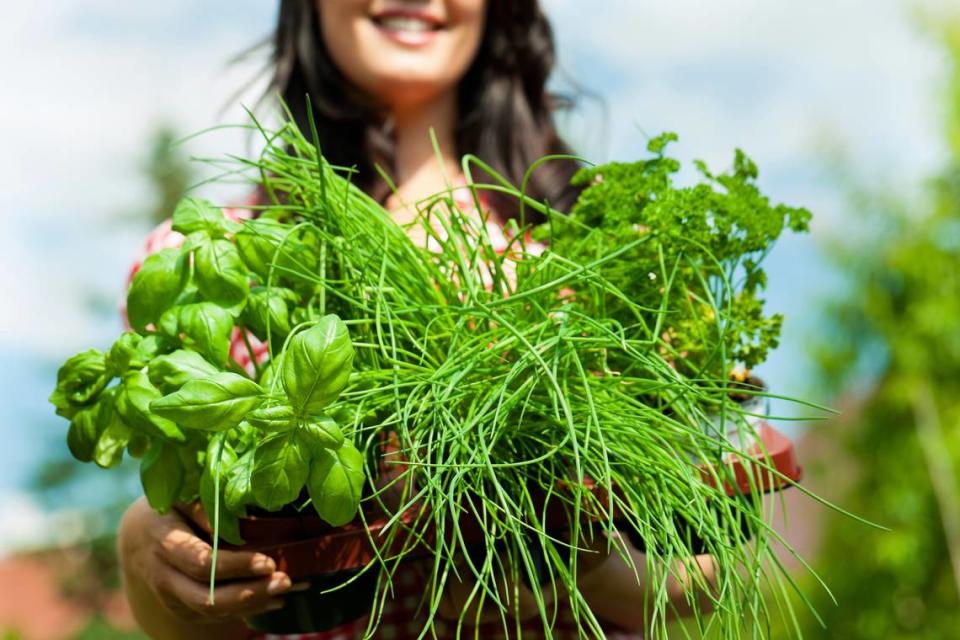 It’s prime time for planting herbs, and Pike Nurseries offers delivery and curbside pickup.