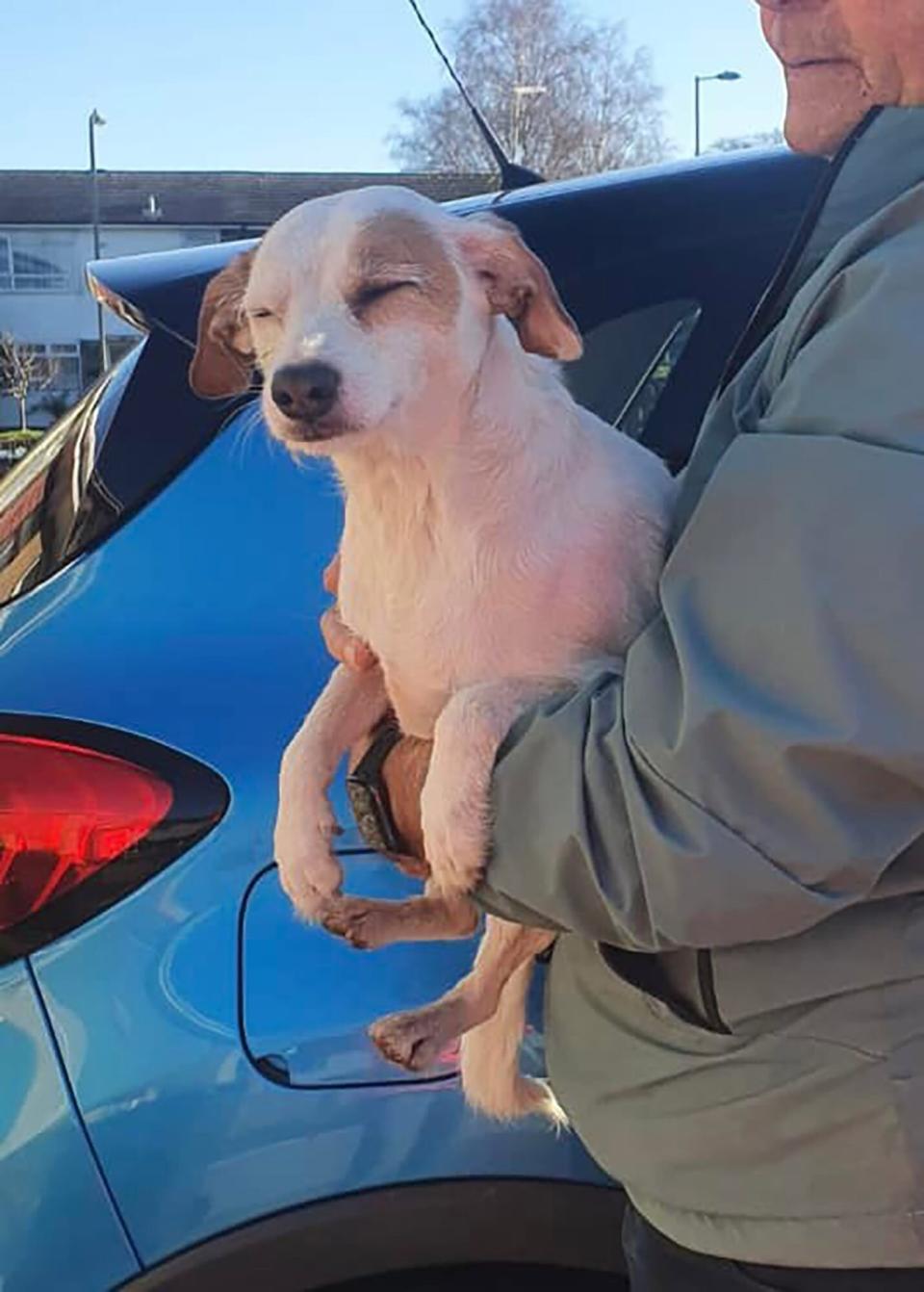 dog saved by drone