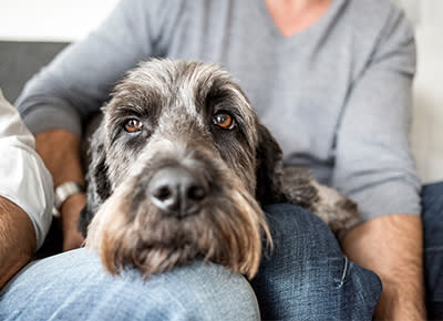 8 Products to Help Ease Separation Anxiety in Dogs