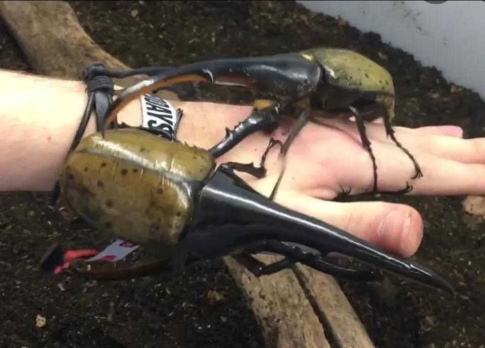 Two green-and-black speckled Hercules beetles, with thin, long horns, hanging on a person's arm and hand