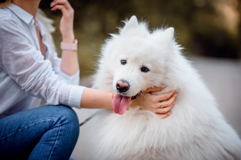 Samoyed; dogs with pointy ears