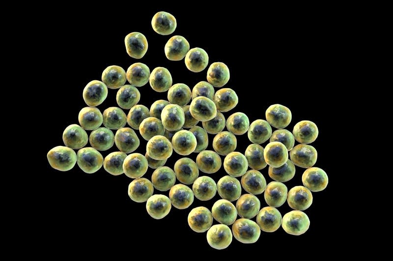 An illustration of Staphylococcus bacteria - Illustration: Science Photo Library (AP)