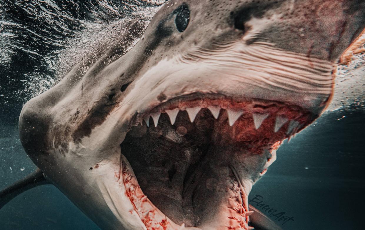 Brutus, the 1,500-pound great white shark, baring his ferocious teeth at the camera. - Euan Rannachan/mediadrumworld.com