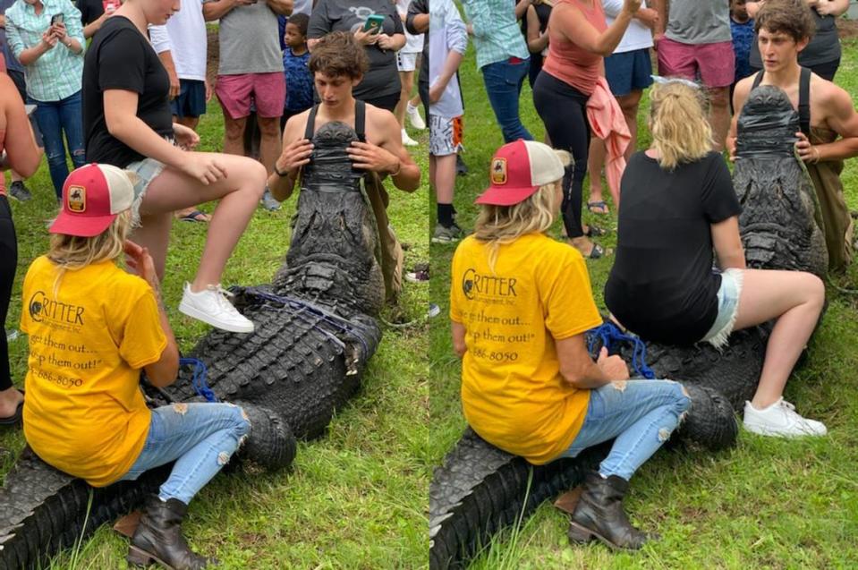 A young woman appears to ride an alligator captured at Legendary Golf on Hilton Head Island on May 26, 2020.