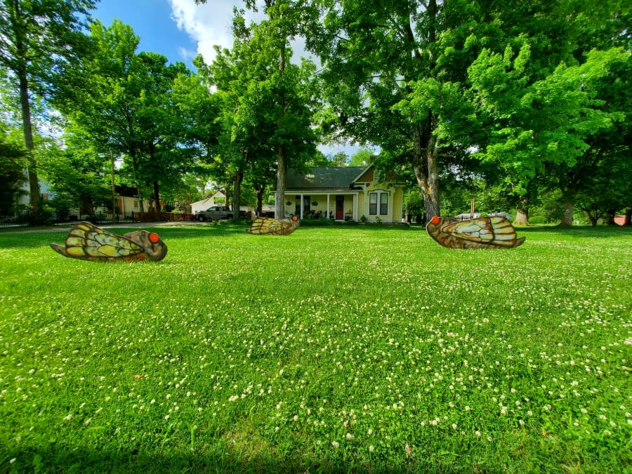 Three large cicadas on display at a home in Franklin. (Courtesy: Leonora Green Clifford)