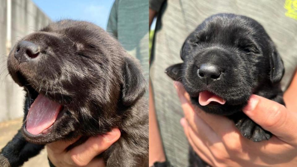 黑色幼犬在太陽底下瞇瞇眼吐舌頭。（圖／翻攝自「海關緝毒犬」粉專）