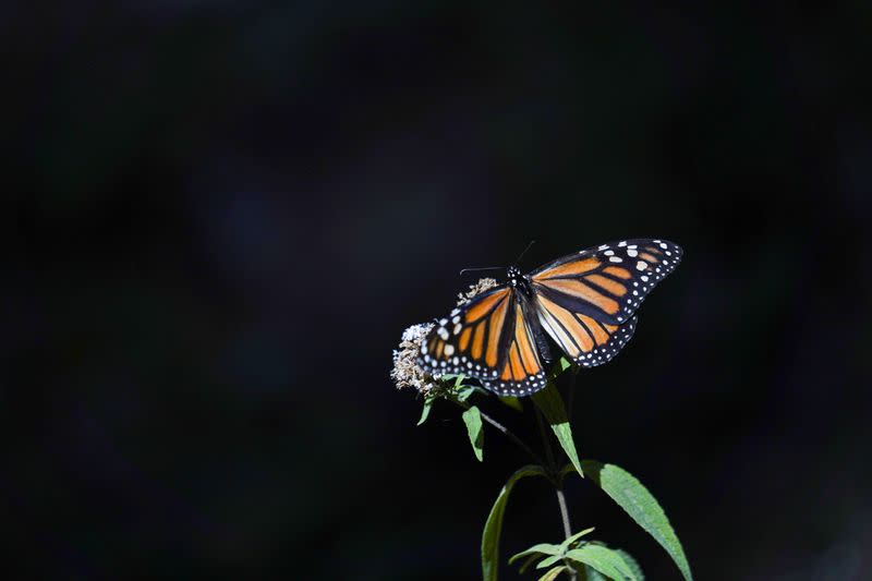 A monarch butterfly sits on a flower at El Rosario sanctuary, in El Rosario