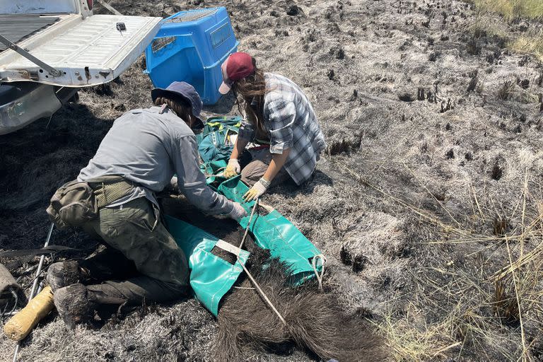 Uno oso hormiguero víctima de los incendios en Portal Carambola