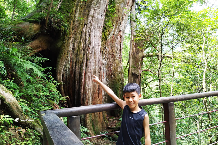 拉拉山巨木群步道