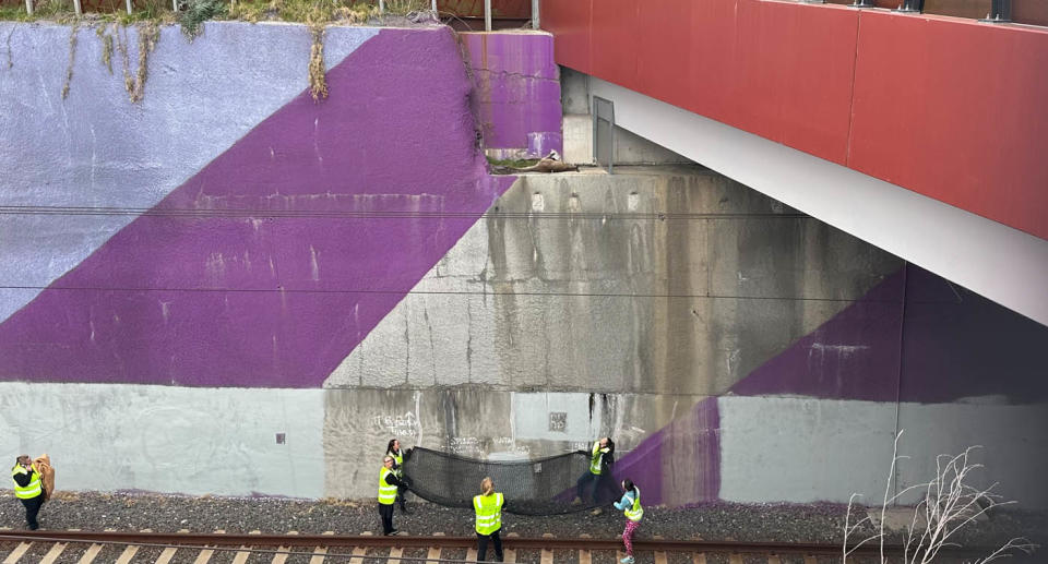 A photo of the Wildlife Rescuers team positioned with a net below at the train tracks, in case the kangaroo wakes up and falls.