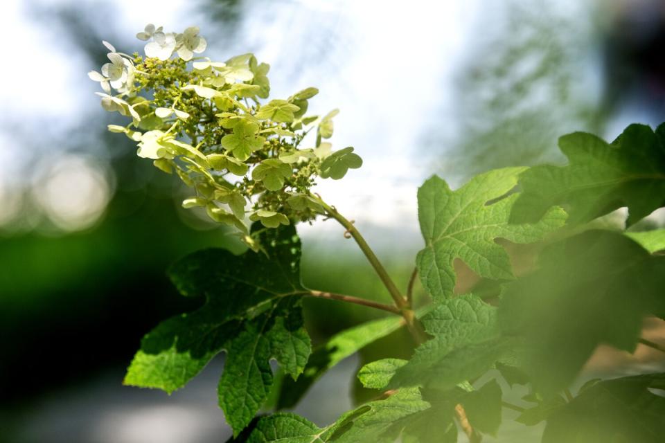 A flower spike with white blooms on an oakleaf hydrangea