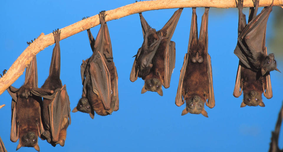 Flying foxes are pictured hanging from a tree branch.