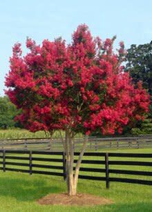 tontocrapemyrtle-01.jpg