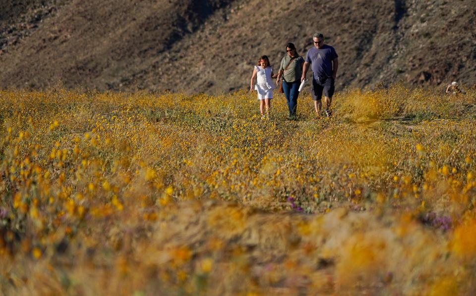 Wild flowers are in bloom at Anza-Borrego Desert State Park in eastern San Diego County.