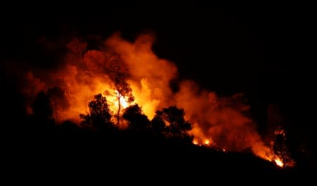 Trees burn during a forest fire near Maials, west of Tarragona