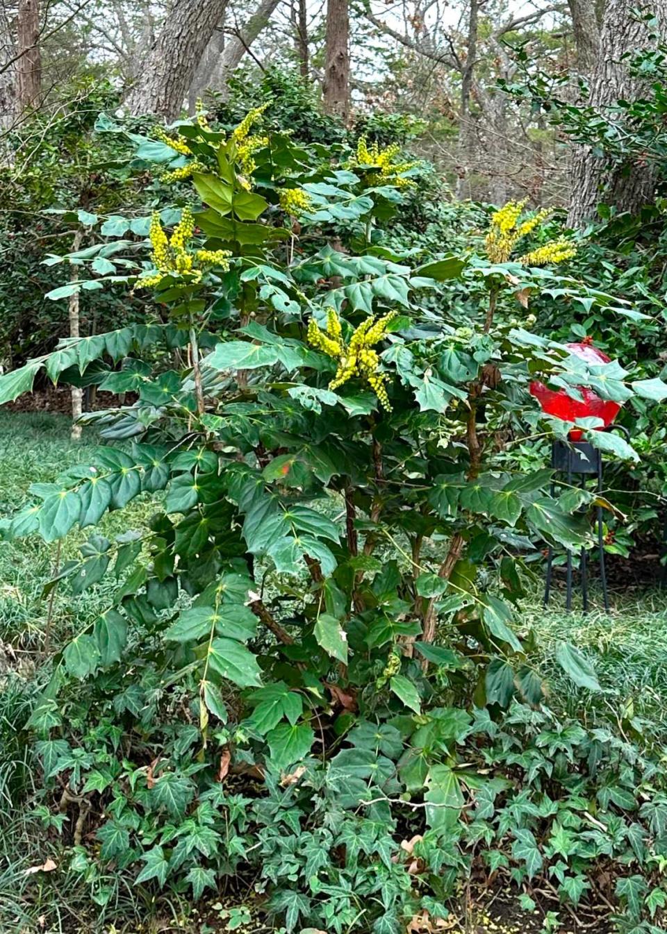 Leatherleaf mahonia with a red gazing ball is seen in the Sperry landscape.