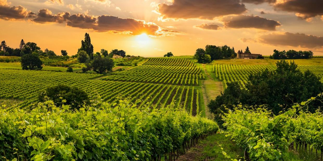 beautiful vineyards at sunset near a small town in france