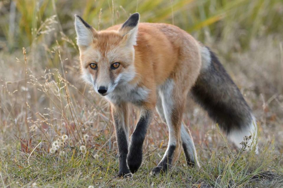 <p>Getty</p> The American red fox