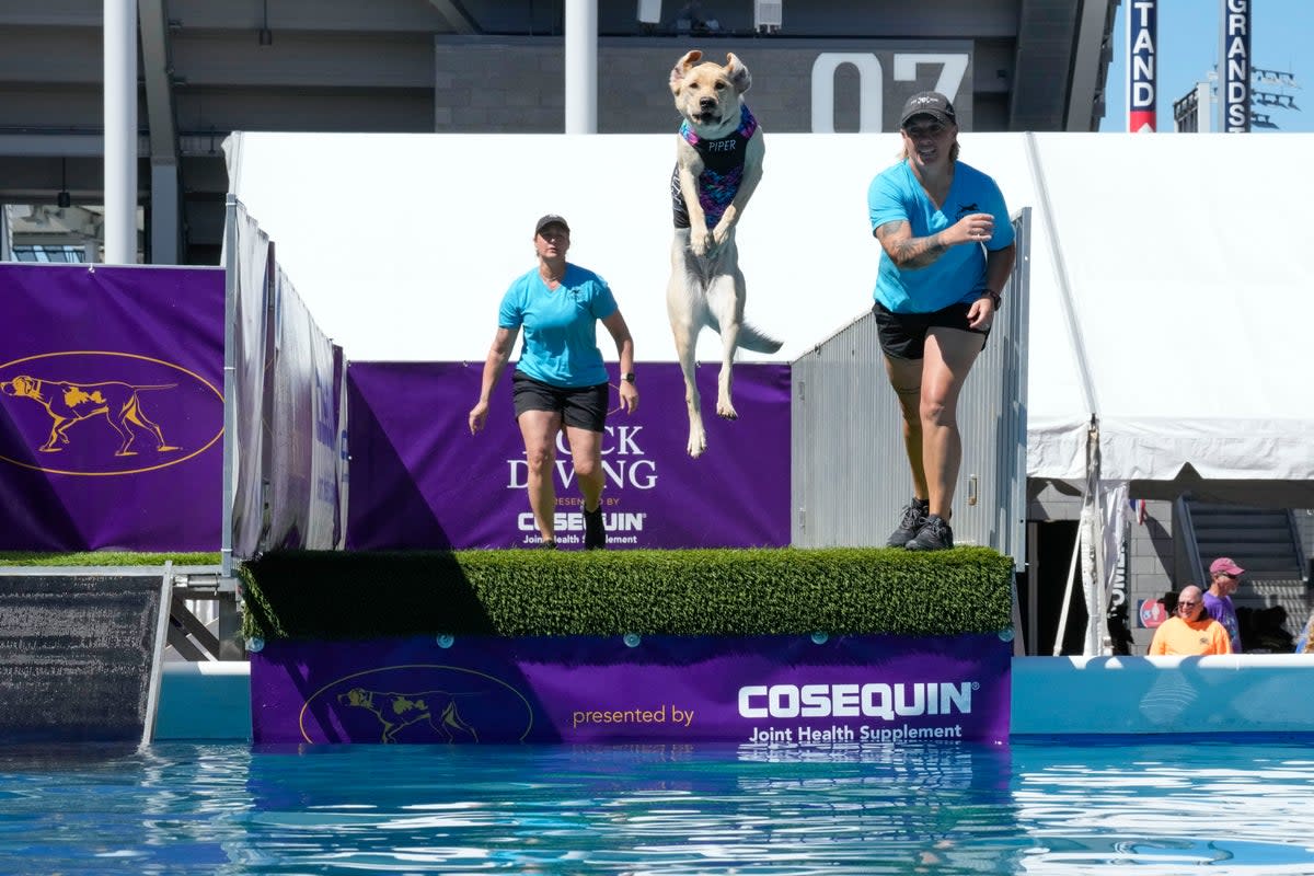 CONCURSO CANINO (AP)