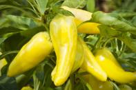 <p>These yellow peppers are pretty mild. On the tongue, they feel more like a tingle than a torch and have a delicate sweetness to them. </p><p>"Banana wax peppers have a fruity, sweet, gentle flavor, making them a delicious addition to salsa, sauce or salads," Schueller said. "This mild pepper is<a href="https://www.delish.com/cooking/menus/a37115399/pickled-peppers-recipe/" rel="nofollow noopener" target="_blank" data-ylk="slk:used for pickling;elm:context_link;itc:0;sec:content-canvas" class="link "> used for pickling</a>, stuffing and often as a festive garnish."</p><p>Scoville heat units: 500</p>