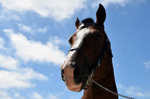 Un cheval - Image d'illustration - JEAN-FRANCOIS MONIER / AFP