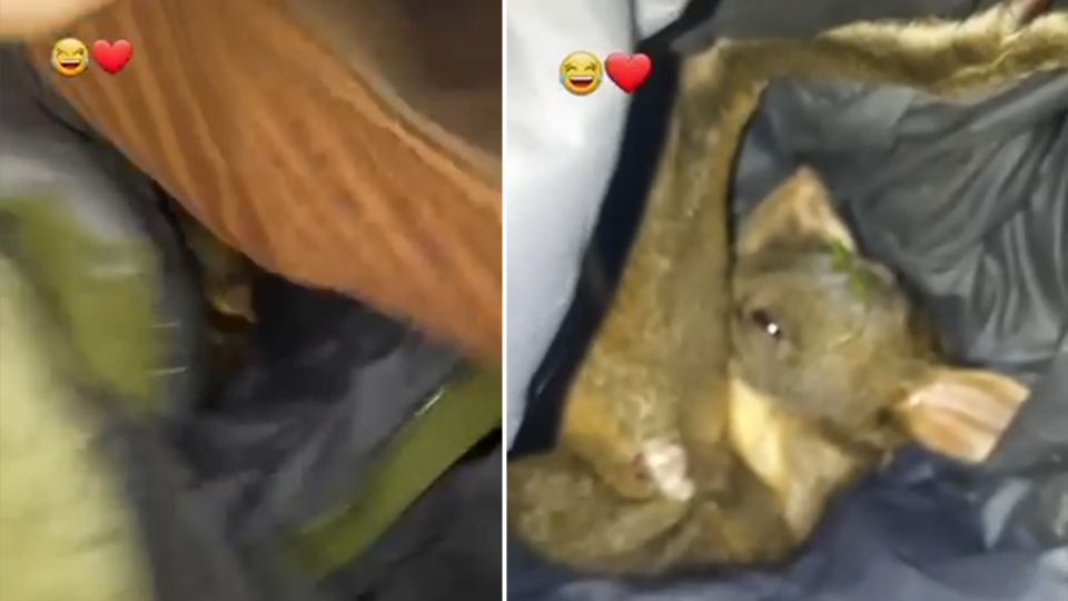 A kangaroo was spotted on TikTok being cared for by a teenage boy. Source: TikTok