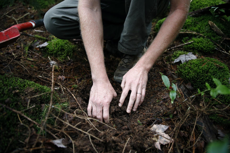 Michael French, director of operations for the nonprofit Green Forests Work, pulls up soil in an area of virgin spruce forest in Monongahela National Forest, W.Va., on Aug. 27, 2019. French and colleagues at Green Forests Work are collaborating with the U.S. Forest Service to restore native Appalachian forests and the rare species they support. (AP Photo/Patrick Semansky)