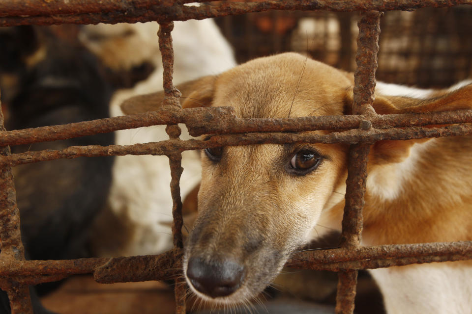 Dogs lay in a cage in a slaughterhouse as they wait for the FOUR PAWS International, rescue them at Chi Meakh village in Kampong Thom province north of Phnom Penh, Cambodia, Wednesday, Aug. 5, 2020. Animal rights activists in Cambodia have gained a small victory in their effort to end the trade in dog meat, convincing a canine slaughterhouse in one village to abandon the business. (AP Photo/Heng Sinith)