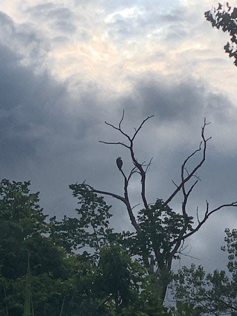 An adult bald eagle perches in a tree at Hackensack's Foschini Park, overlooking the Hackensack River, July 16, 2020.