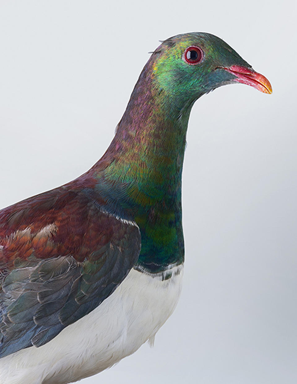 <p>Working in her simple studio, the photographer shoots the vibrant variations of pigeon and dove against a solid white background. (Photo: Leila Jeffreys/Caters News) </p>