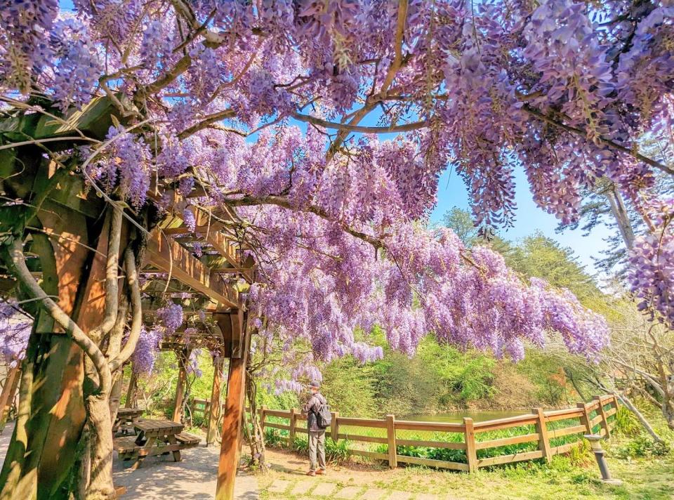 福壽山農場紫藤花盛開，一片紫色浪漫，吸引遊客上山一睹風采。（記者陳金龍攝）