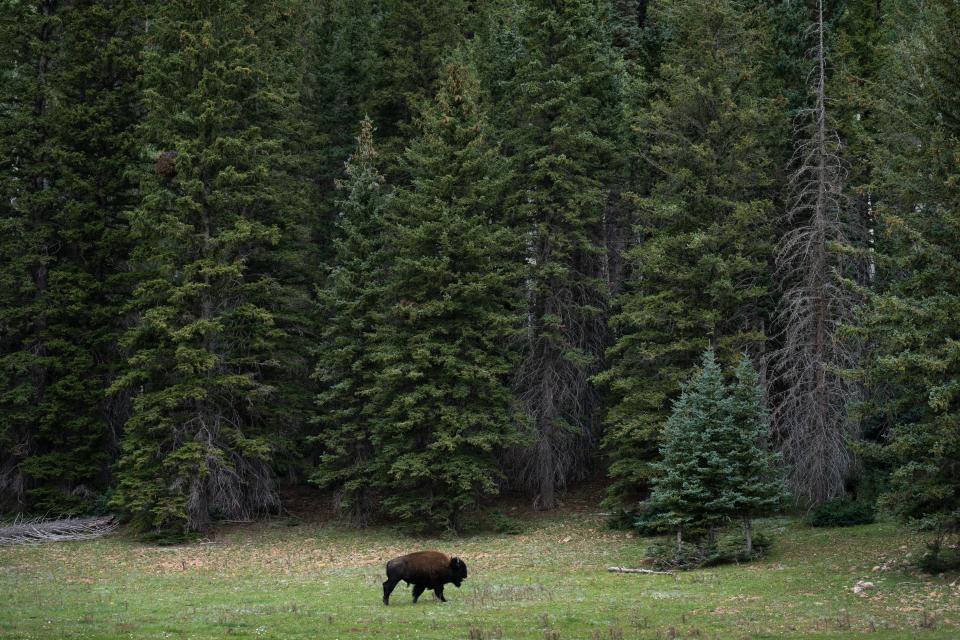 A bison is released from the corral, Sept. 8, 2022, near Lindbergh Hill at the Grand Canyon North Rim, Arizona. Some bison are deemed too young, too old or too large to make the trip and are released.