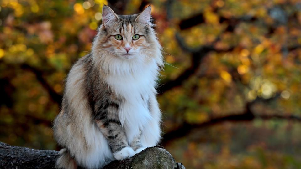 Norwegian Forest Cat sitting in autumnal forest